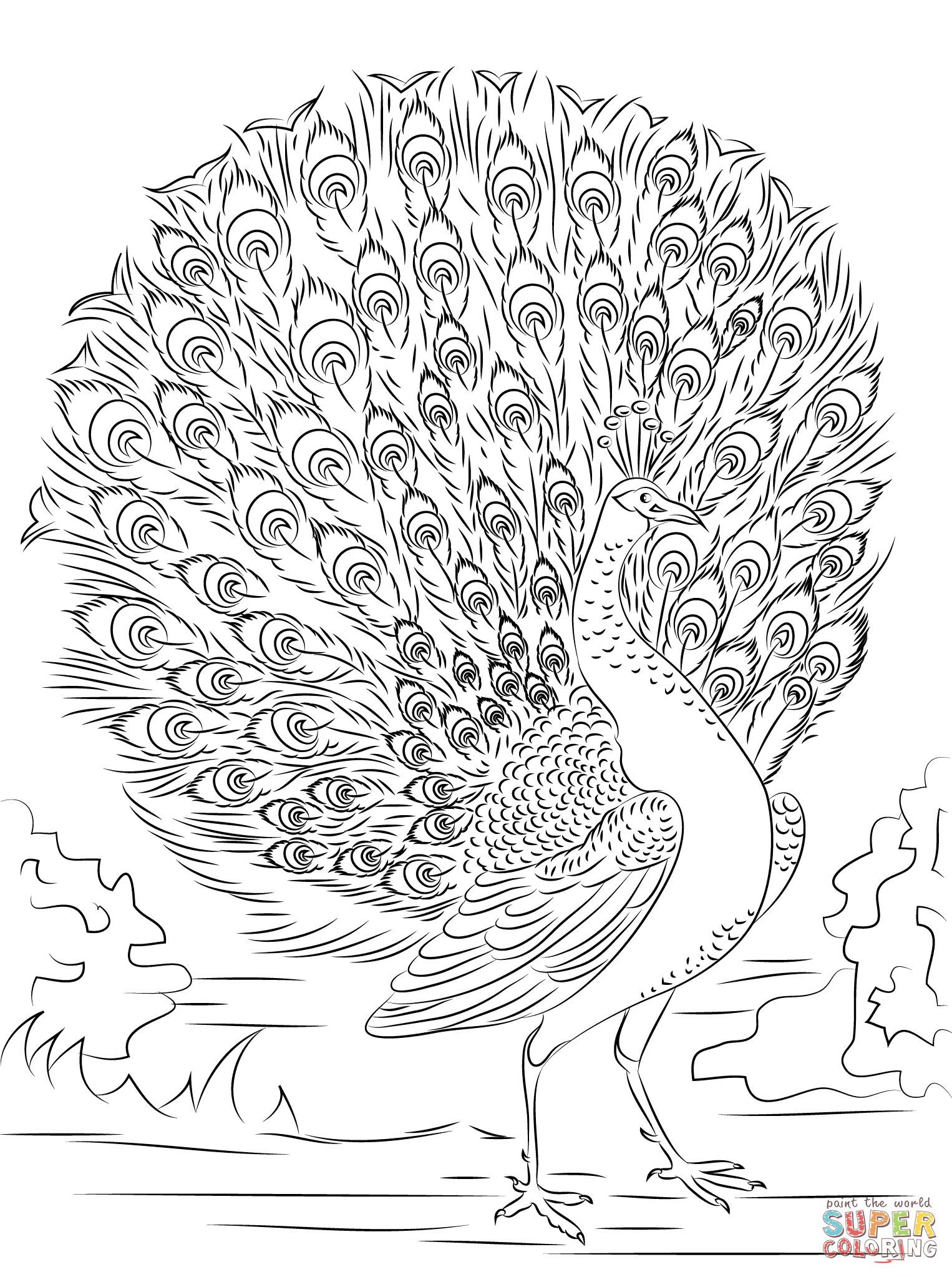 Advanced peacock coloring page free printable coloring pages