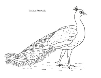 Indian peacock coloring page by mama draw it tpt