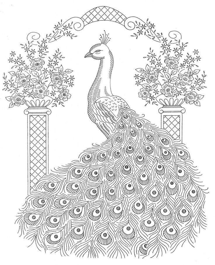 Pin by leslie popma on geheime tuin peacock coloring pages embroidery patterns vintage peacock pictures