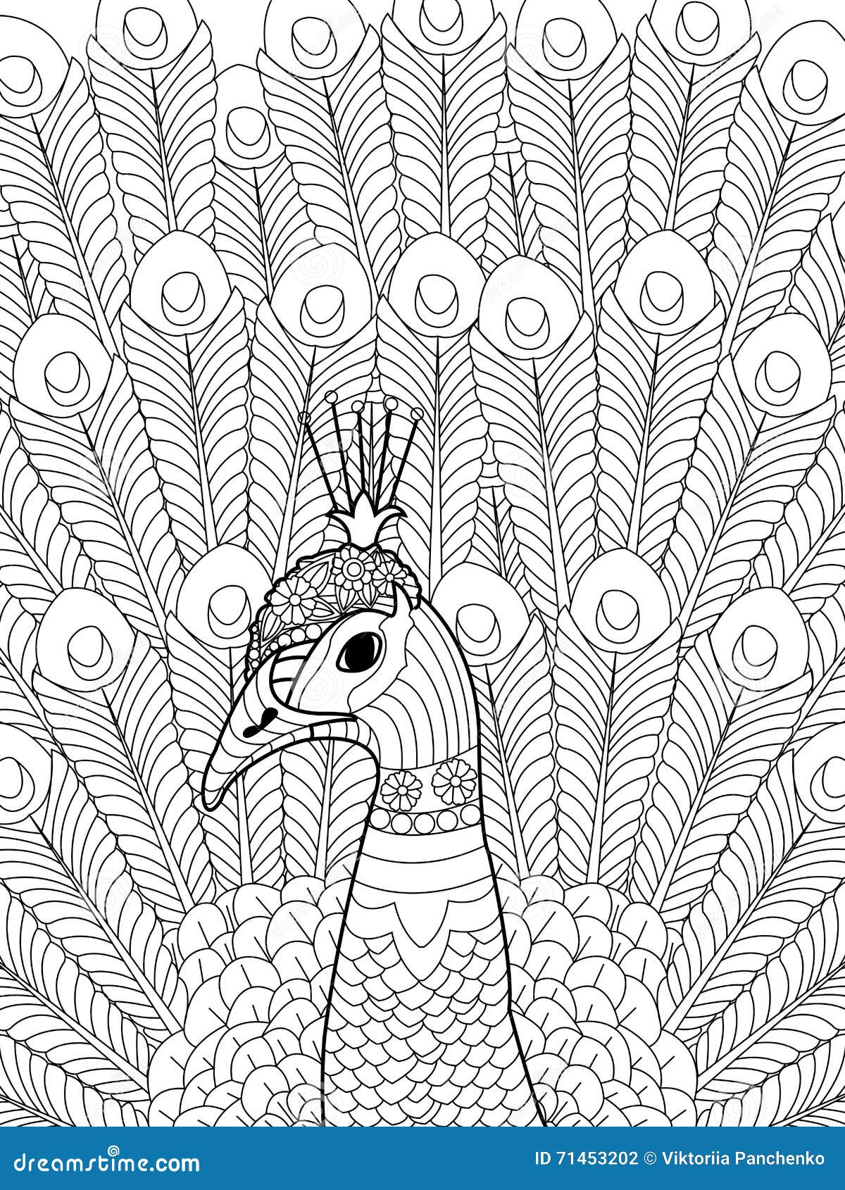 Peacock coloring vector adults stock illustrations â peacock coloring vector adults stock illustrations vectors clipart