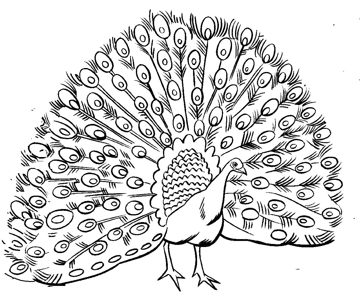 Free printable peacock coloring pages for kids peacock coloring pages animal coloring pages coloring pages