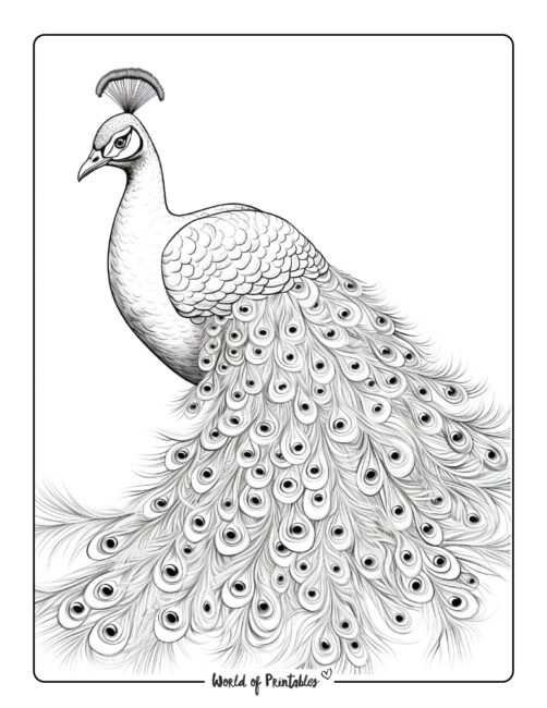 Peacock coloring pages