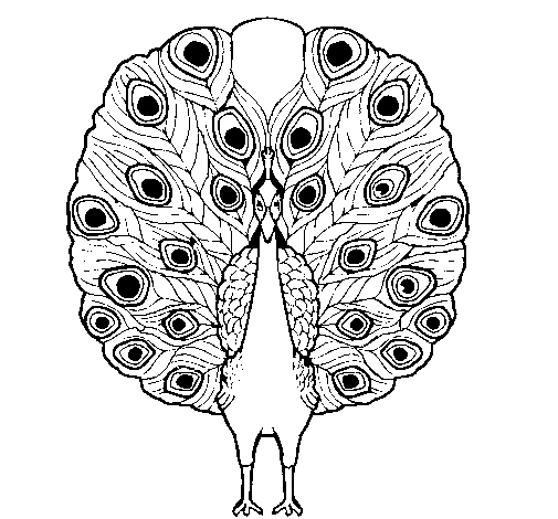 Peacock coloring page