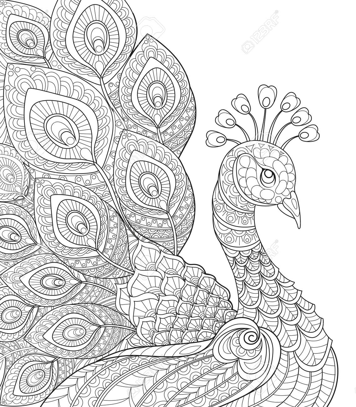 Peacock adult antistress coloring page black and white hand drawn doodle for coloring book royalty free svg cliparts vectors and stock illustration image