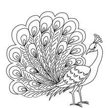 Peacock coloring pages