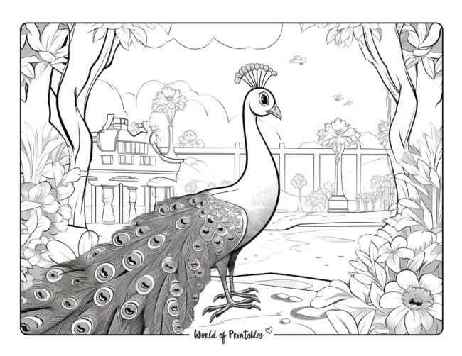 Peacock coloring pages