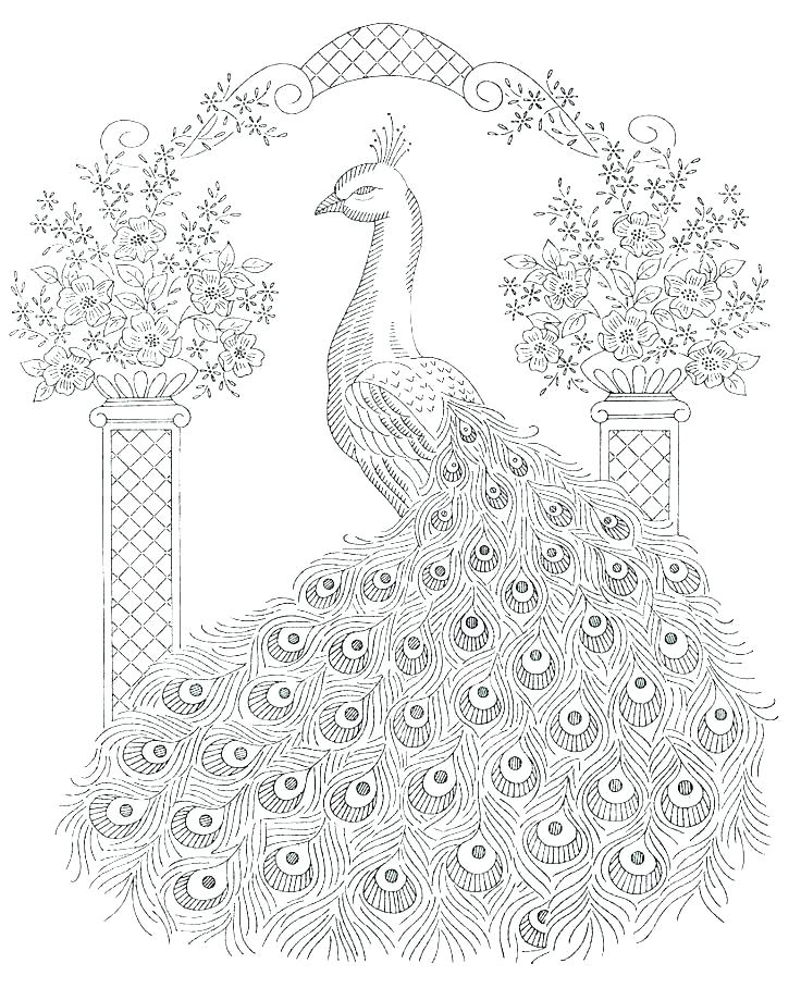 Free printable peacock coloring pages for kids