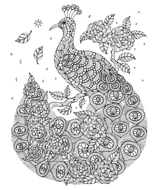 Indian peafowl coloring page stock illustration