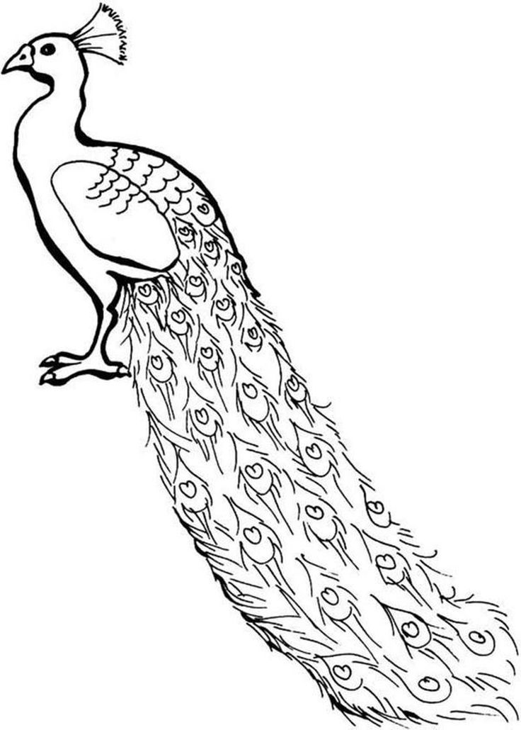 Realistic peacock coloring pages peacock coloring pages bird coloring pages coloring pages