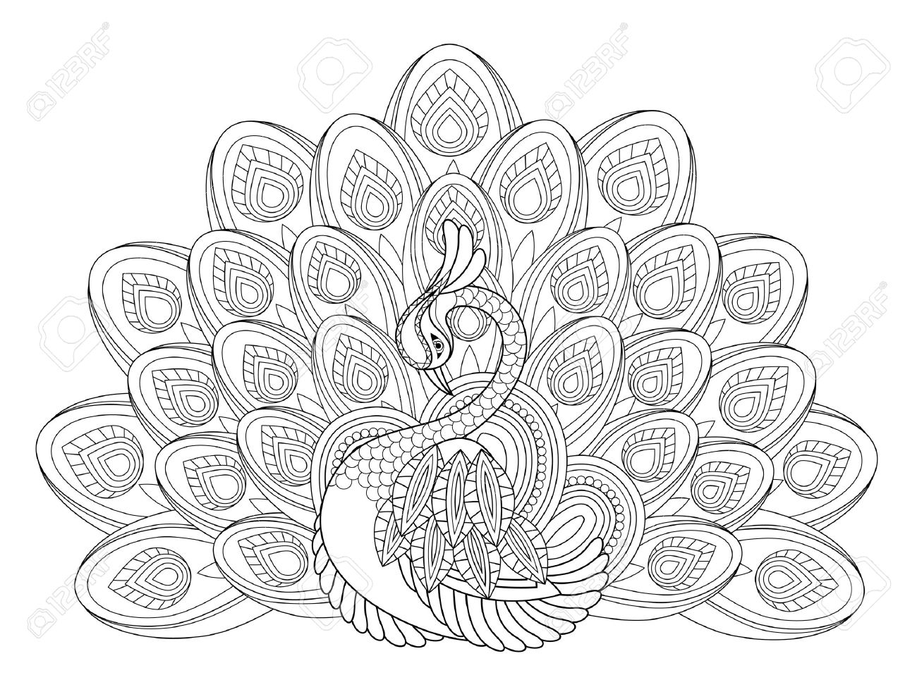 Elegant peacock coloring page in exquisite style royalty free svg cliparts vectors and stock illustration image