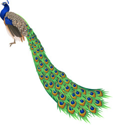 Peacock colouring vector images over