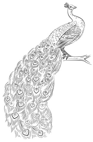 Peacock coloring page free printable coloring pages peacock coloring pages peacock drawing peacock pictures