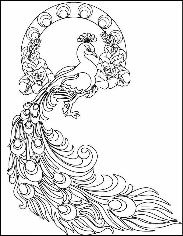 Peacock coloring pages for kids to have feathery fun