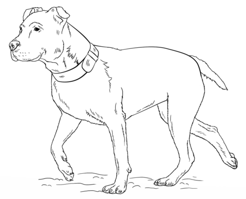 American pitbull terrier coloring page free printable coloring pages