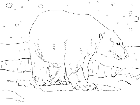 Adult polar bear coloring page free printable coloring pages