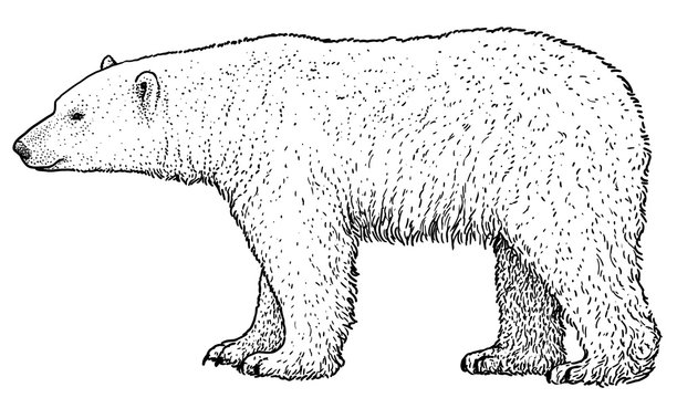 Polar bear drawing images â browse photos vectors and video