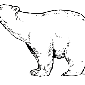 Polar bear coloring pages printable for free download