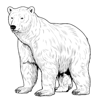 Page realistic bear coloring pages images