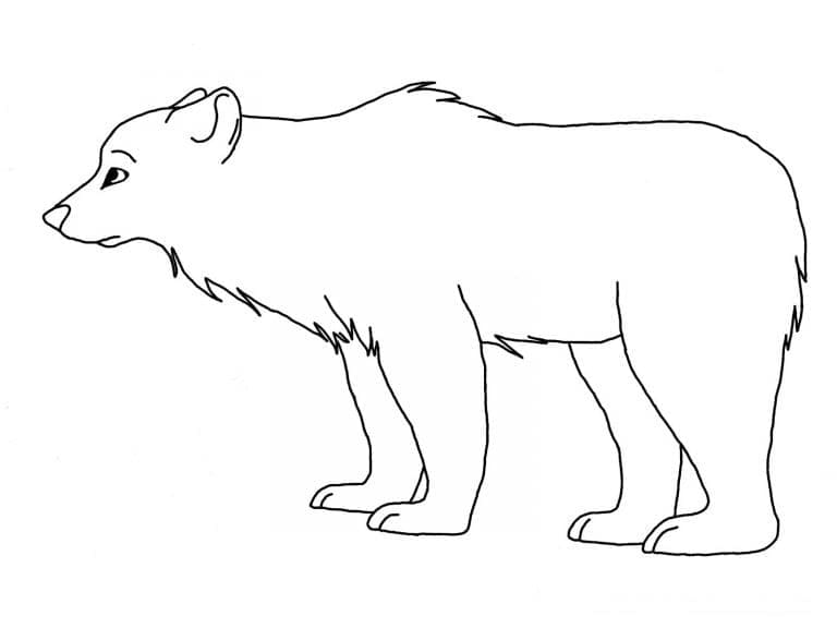 Realistic polar bear coloring page