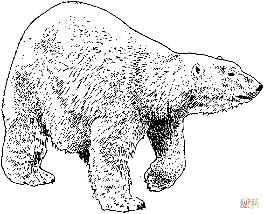 Walking polar bear coloring page free printable coloring pages