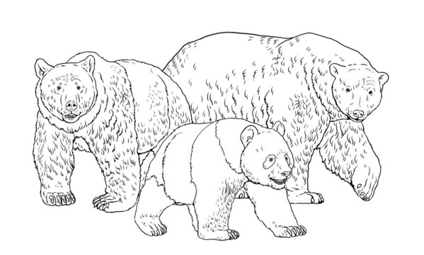 Prehistoric bear images â browse photos vectors and video