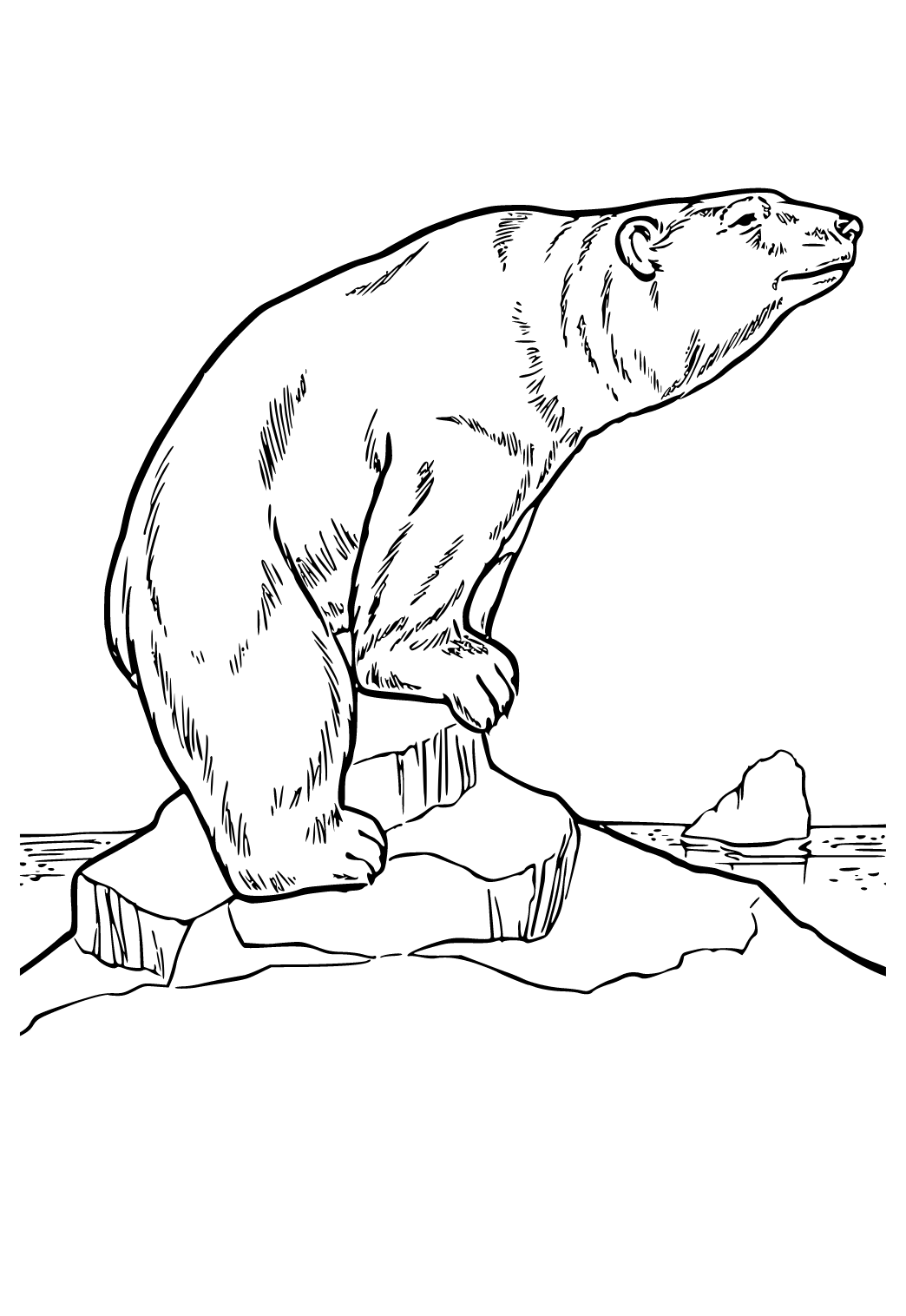 Free printable polar bear real coloring page for adults and kids