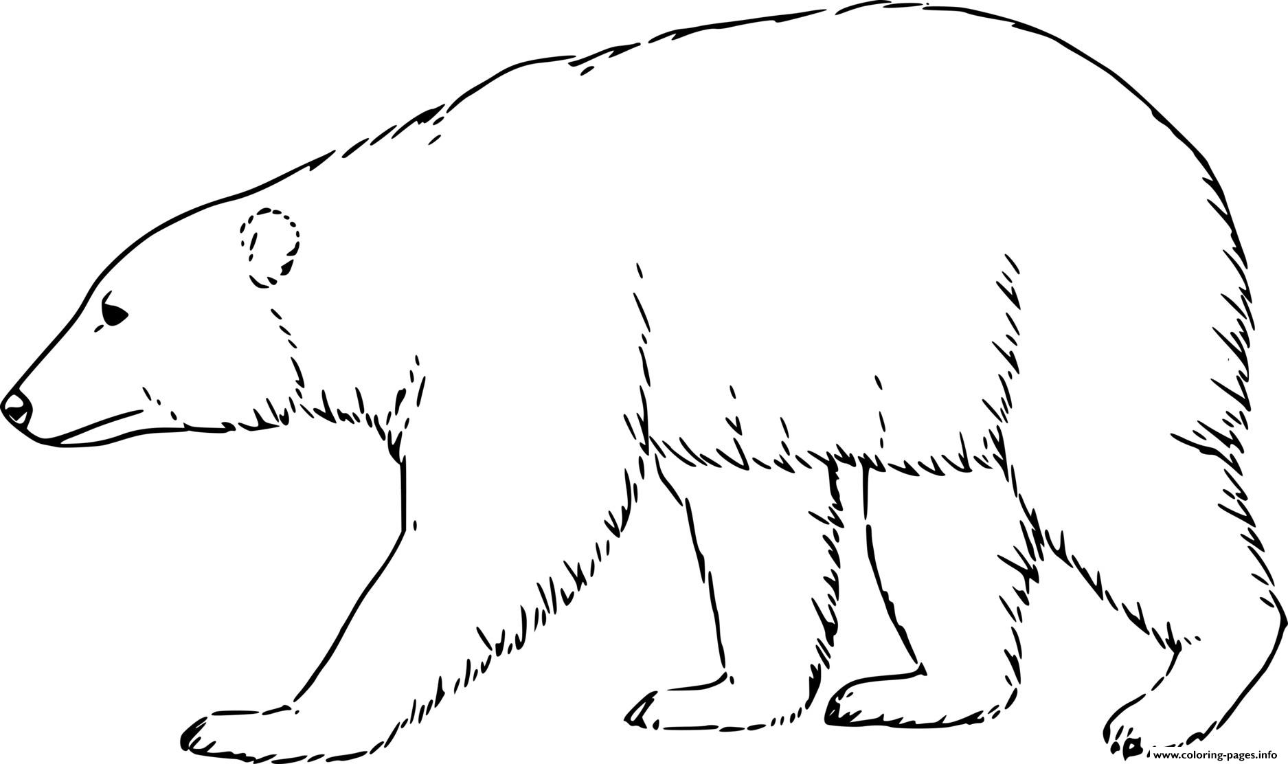 Realistic polar bear walking coloring page printable