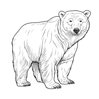 Page realistic bear coloring pages images