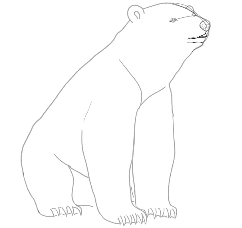 How to draw a polar bear