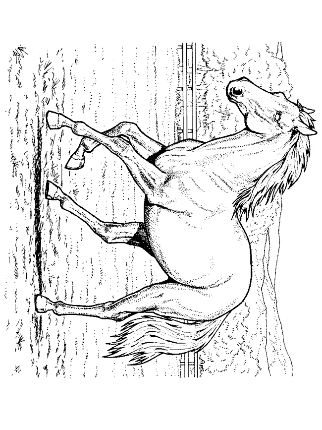 Horse coloring page