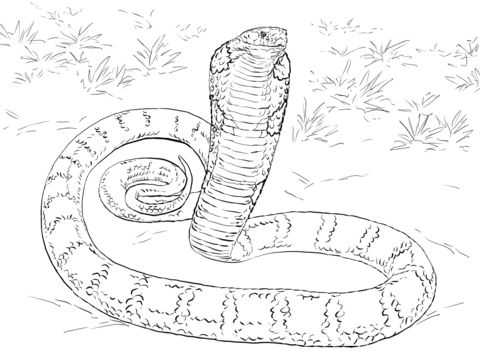 Realistic king cobra coloring page free printable coloring pages snake coloring pages coloring pages free printable coloring pages