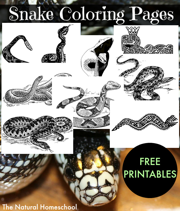 A plete snake printables unit