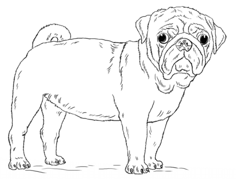 Cute pug dog coloring page free printable coloring pages