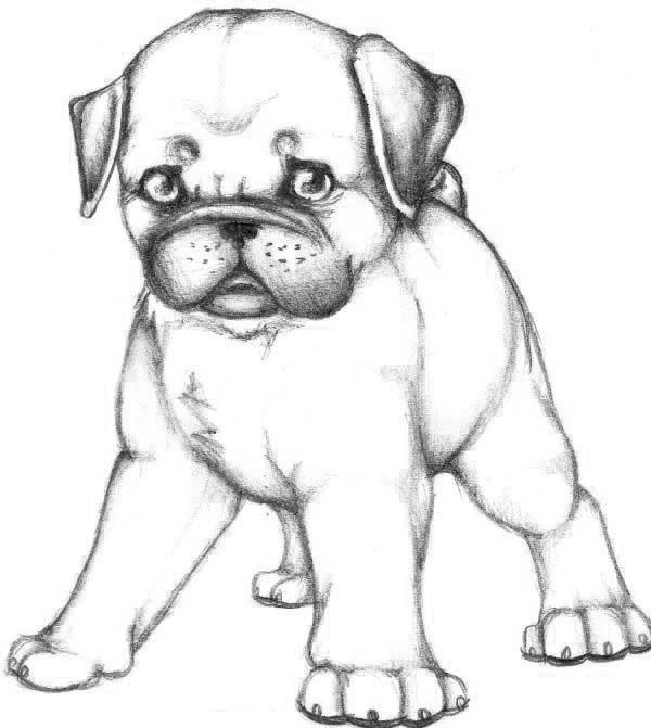 Skecth of pug dog coloring page puppy coloring pages dog coloring page cute pugs