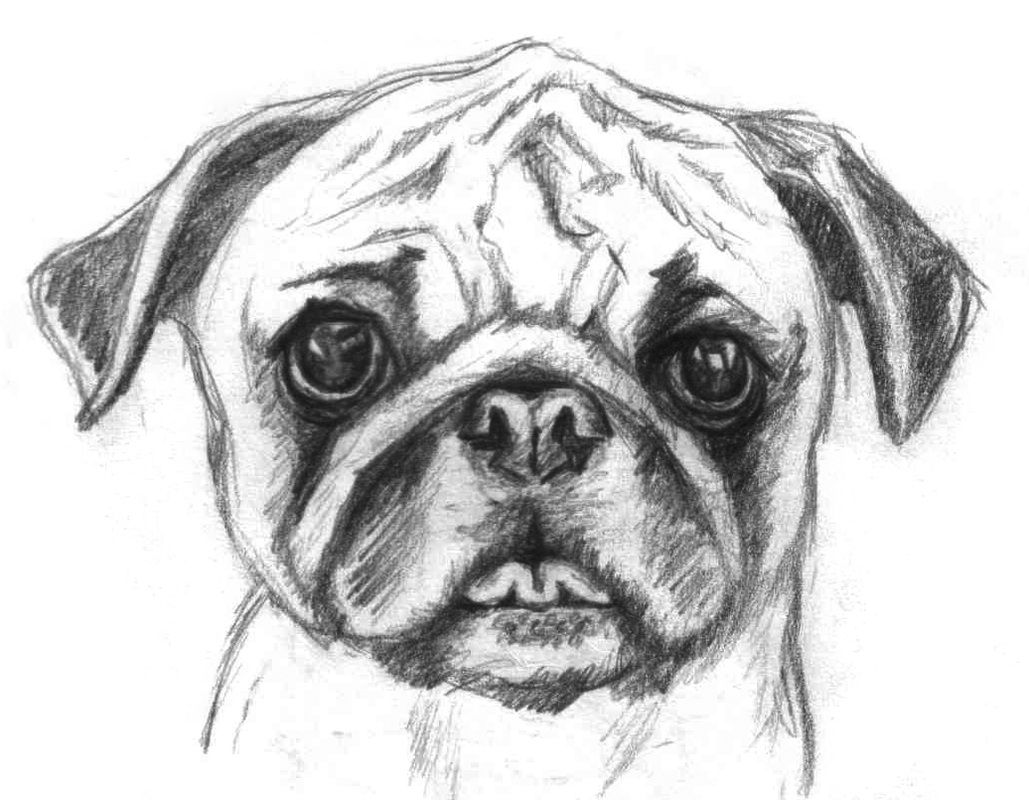 Pugs are cute puppy coloring pages dog coloring page bird coloring pages
