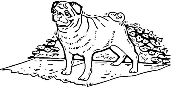 Pug coloring pages