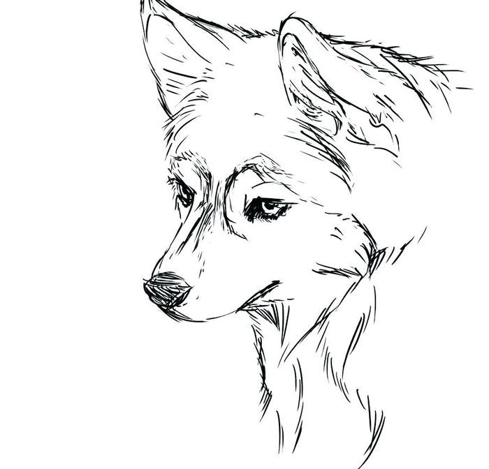 Cute realistic husky coloring pages animal coloring pages dog coloring page puppy coloring pages