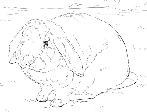Rabbit coloring page free printable coloring pages