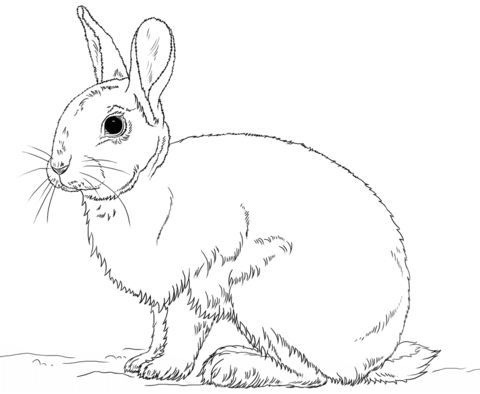 Cute bunny rabbit coloring page bunny coloring pages bunny drawing animal coloring pages