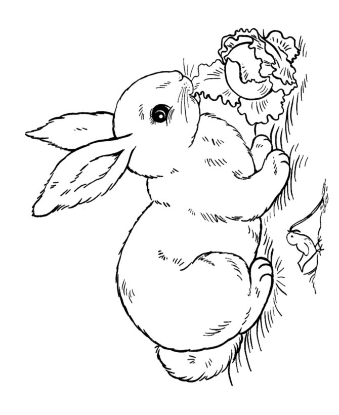Easter rabbit coloring pages bluebonkers bunny coloring pages easter coloring pages coloring pages