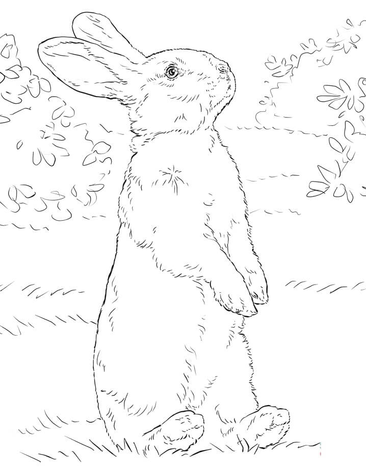 Realistic rabbit fãrbung seite