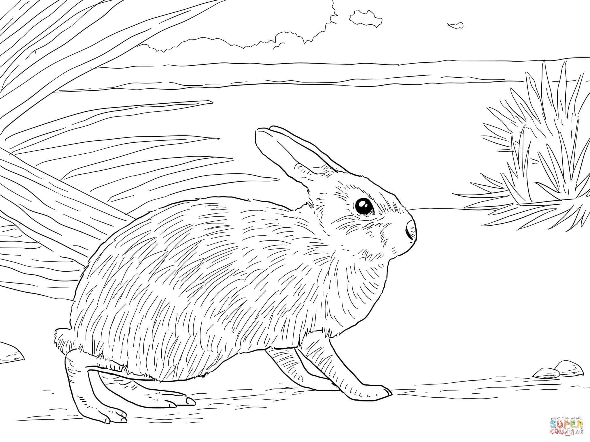 Marsh rabbit coloring page free printable coloring pages