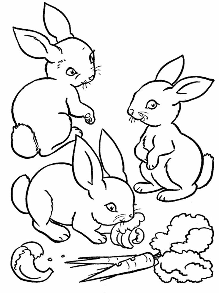 Rabbits coloring pages realistic bunny coloring pages farm coloring pages animal coloring books