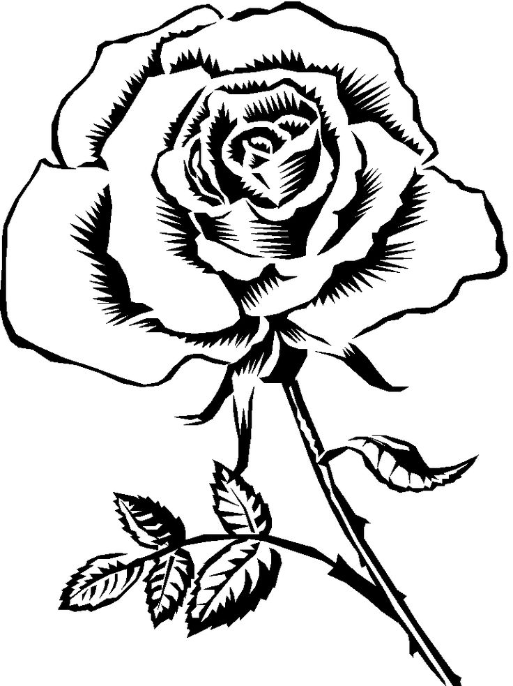 Rose sketch rose coloring pages flower coloring pages printable flower coloring pages