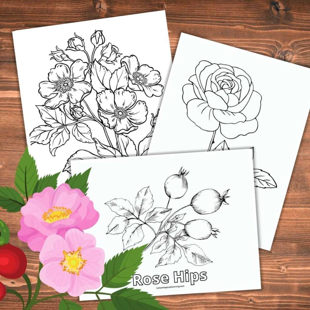 Realistic rose coloring pages
