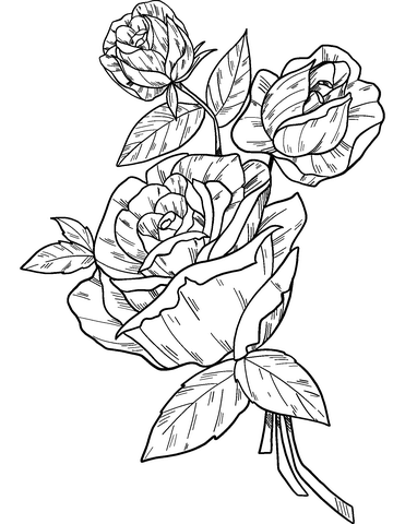 Roses coloring page free printable coloring pages