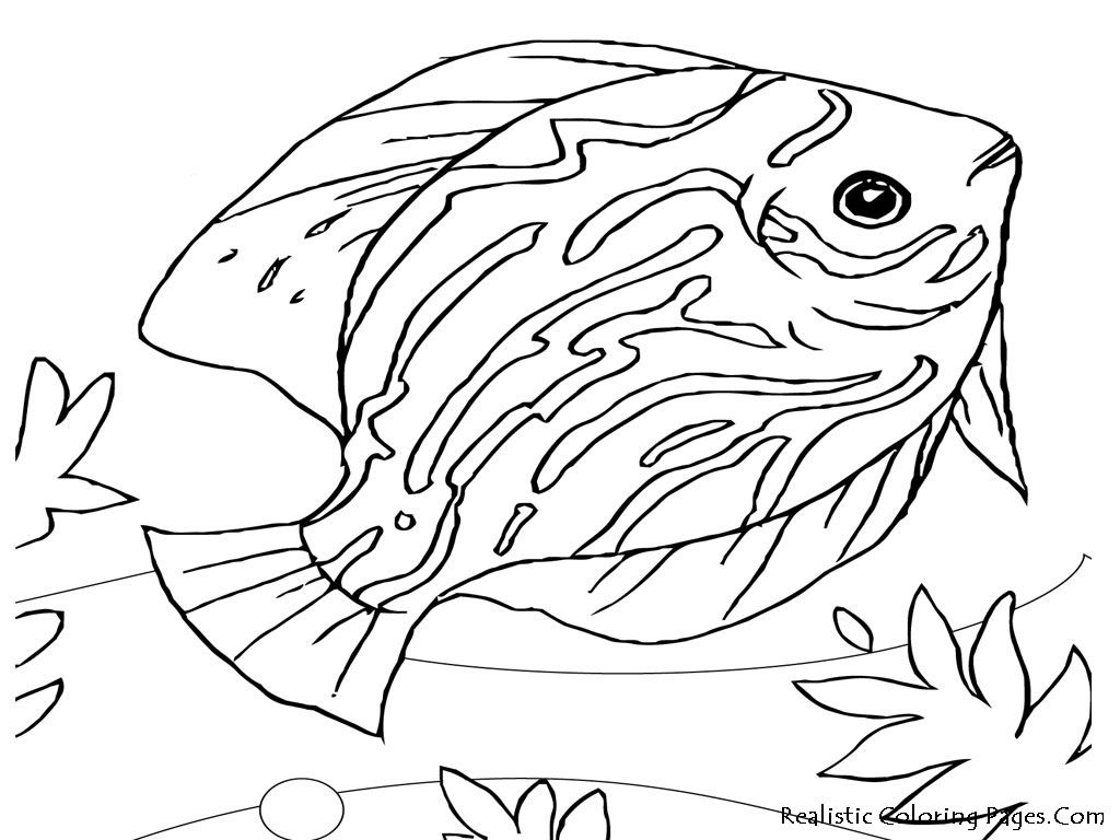 Coloring pages online realistic animals coloring pages for adults animal coloring books animal coloring pages fish coloring page