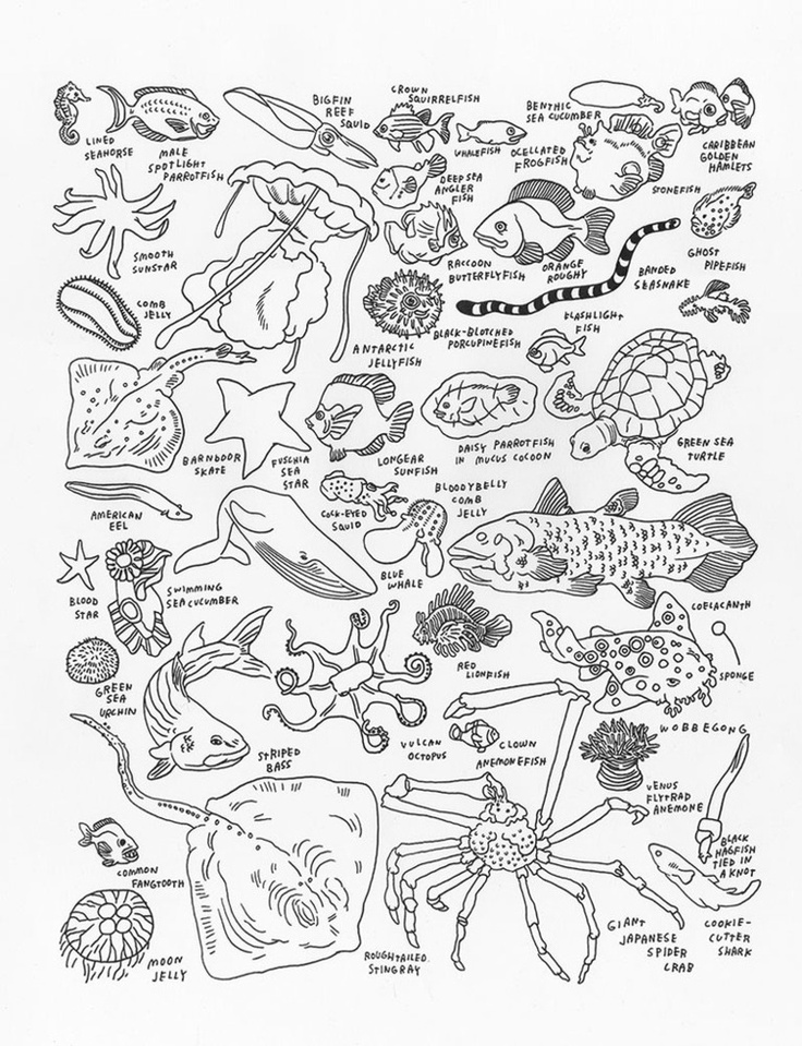 Sea life coloring page sea creatures art creature art sea art