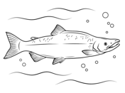 Sea ocean animals coloring pages free printable pictures