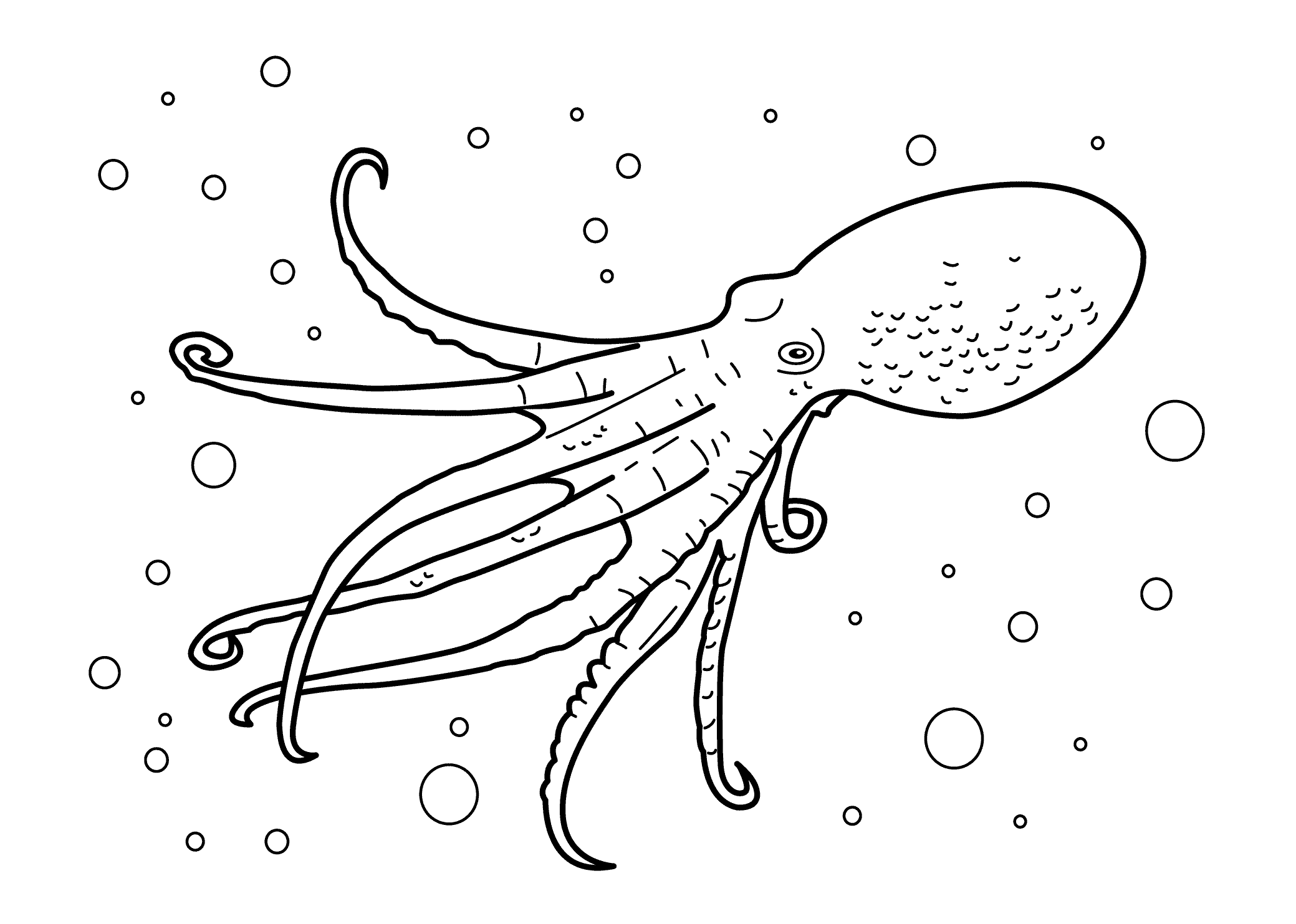 Octopus real